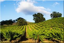 Vineyard at Solano, California