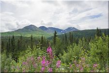 Summer view, Alaska