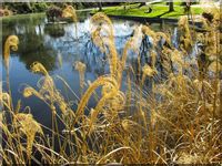 A beautiful campus pond, UC Davis