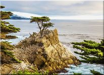 The Lone Cypress Tree at Pebble Beach