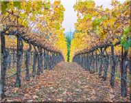 Vineyard in Napa Valley